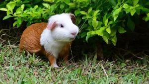 cuyperu